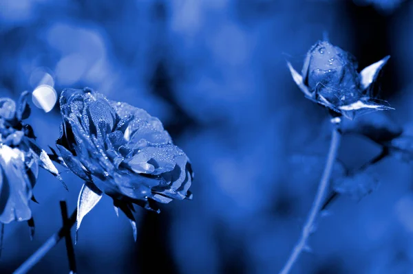 Rose flowers covered with morning dew in a summer garden close-up. Blue color toned