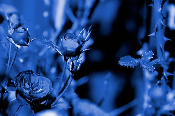 Rose flowers covered with morning dew in a summer garden close-up. Blue color toned