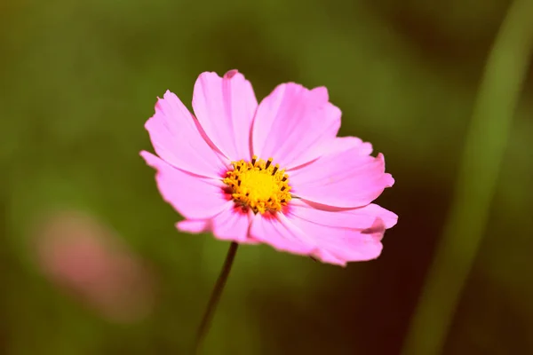 Cosmos flower in the summer garden on a sunny day close up. Retro style toned