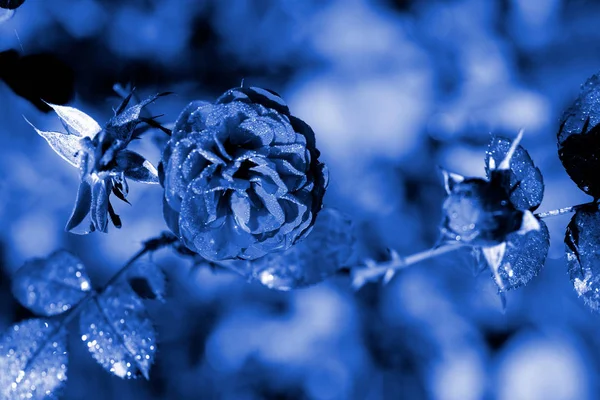 Rose flowers covered with morning dew in a summer garden close-up. Deep blue color toned
