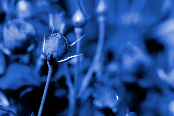Rose flowers covered with morning dew in a summer garden close-up. Deep blue color toned