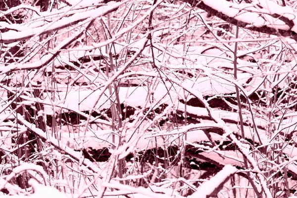 Zimowy las pokryty śniegiem. Naturalne abstrakcyjne tło różowy kolor stonowany — Zdjęcie stockowe
