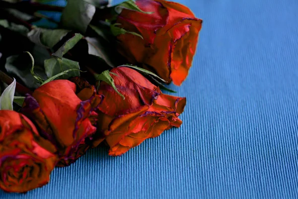 Wilted roses red color on a blue textile background close-up