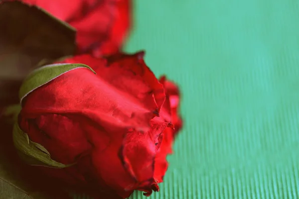 Wilted roses on a green textile background closeup. Retro style roned
