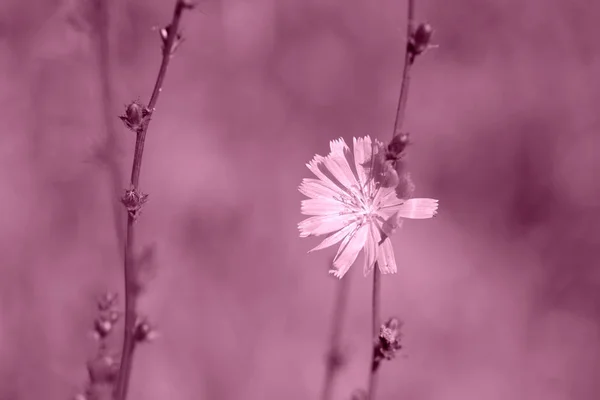 Chicory flower on the summer glade lit by bright sun close up. Pink color toned