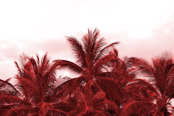 Crowns of palm trees against the sky in cloudy weather. Natural background red color toned