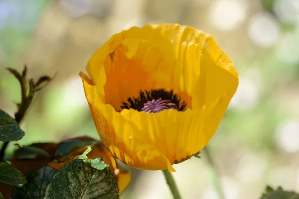 Yellow poppy flower in the garden on a bright summer day
