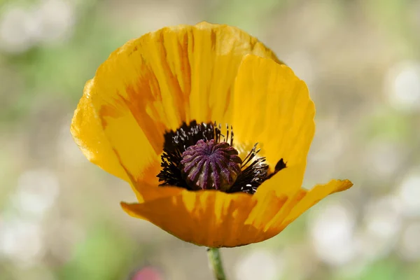 Yellow poppy flower in the garden on a bright summer day