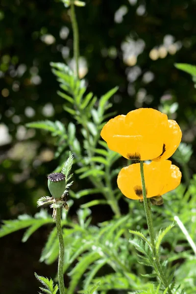 Yellow poppy flowers in the summer garden on a bright sunny day