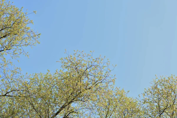 Crowns of trees against a blue spring sky covered with fresh foliage. Natural background. The concept of freshness, youth, growth and spring