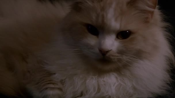 Κόκκινη γάτα γυρίστηκε από κοντά — Αρχείο Βίντεο