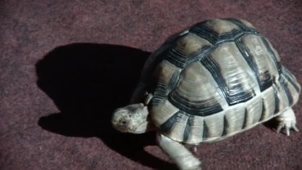 Tortuga arrastrándose sobre una alfombra púrpura — Vídeos de Stock