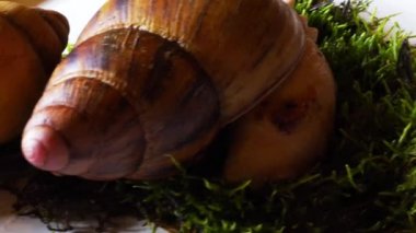 Büyük salyangoz gözlerini oynatıyor.