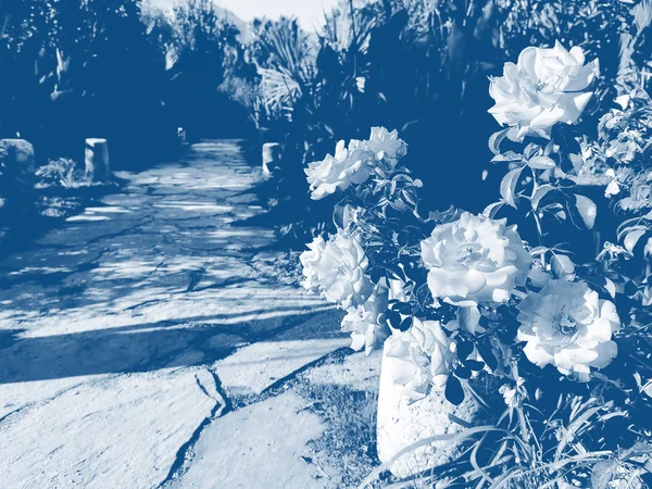 Caminho rochoso no jardim tropical com rosas. Imagem tonificada na cor da moda 2020 Classic Blue . — Fotografia de Stock