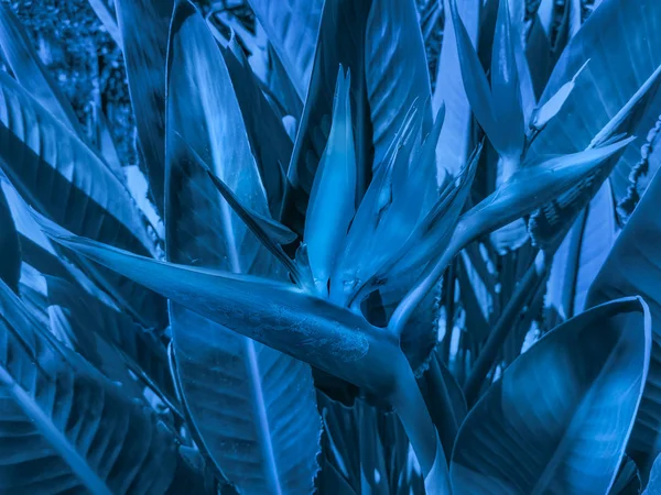 Egzotikus Strelitzia virág levelek trendi színű 2020 Classic Blue. Kreatív divatos tónus. — Stock Fotó