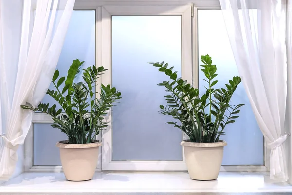 Dua pot dengan hijau lezat Zamioculcas berdiri di jendela putih . — Stok Foto