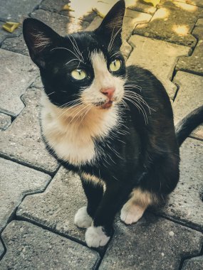 Aç, sevimli sokak kedisi güneşte ıslanmış taş yolda oturuyor.. 