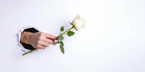 A mão do homem segurando suavemente uma rosa branca através de um buraco rasgado na parede do papel branco. Banner festivo conceito criativo. Espaço de cópia para texto . — Fotografia de Stock