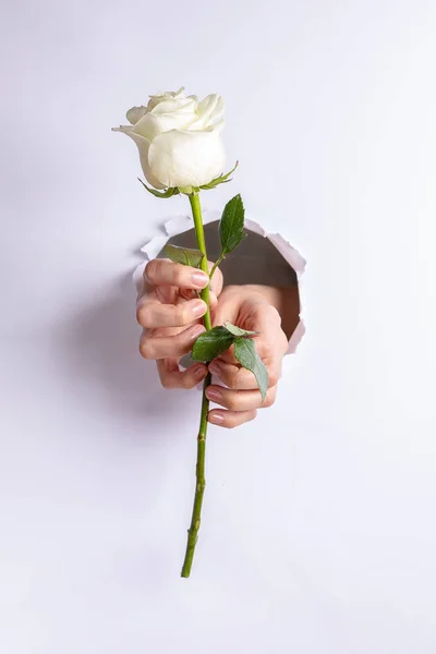 Duas mãos de mulher estão segurando suavemente uma rosa branca através de um buraco rasgado na parede do papel branco. Conceito festivo criativo . — Fotografia de Stock