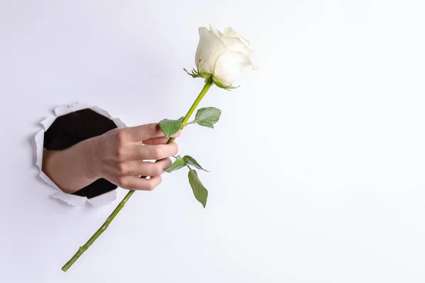A mão da mulher segurando suavemente uma rosa branca através de um buraco rasgado na parede do papel branco. Concepção criativa fundo festivo . — Fotografia de Stock