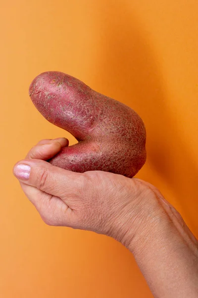Female hand holding non-standard ugly V-shaped fresh raw potato on trendy yellow-orange backdrop with shadow.