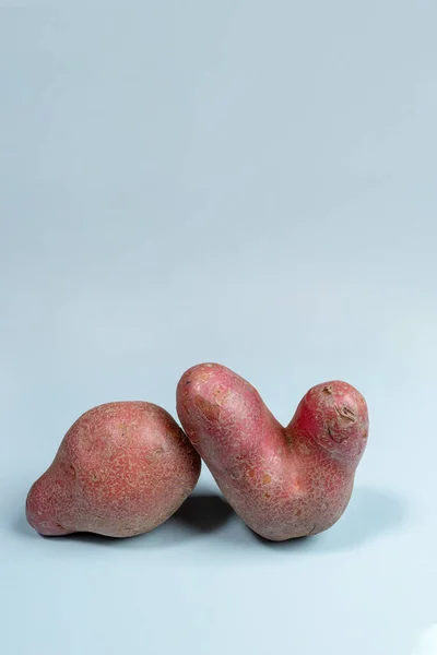 Two non-standard ugly fresh raw potato unusual form on light blue background. Waste zero food. Vertical, copy space.