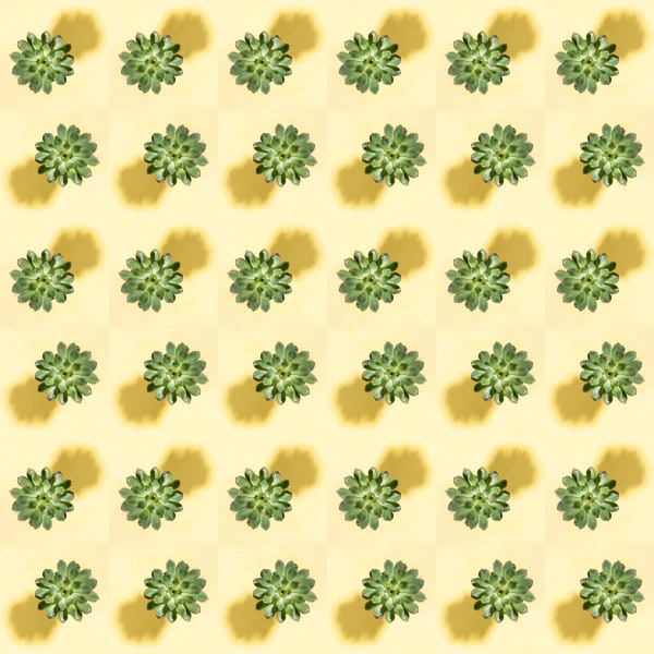 Kreativní Bezproblémový Vzor Čtvercových Fotografií Zelené Šťavnaté Rostliny Stínem Pastelově — Stock fotografie