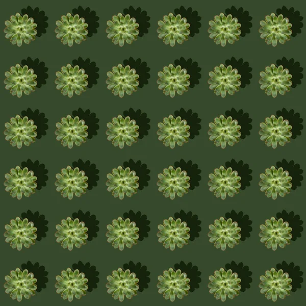 Kreativa Regelbundna Sömlösa Mönster Gröna Kaktus Saftiga Växter Med Hårda — Stockfoto