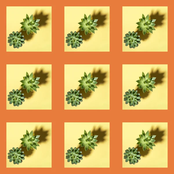 Креативный Узор Квадратных Фотографий Двух Зеленых Кактусовых Сочных Растений Тенями — стоковое фото