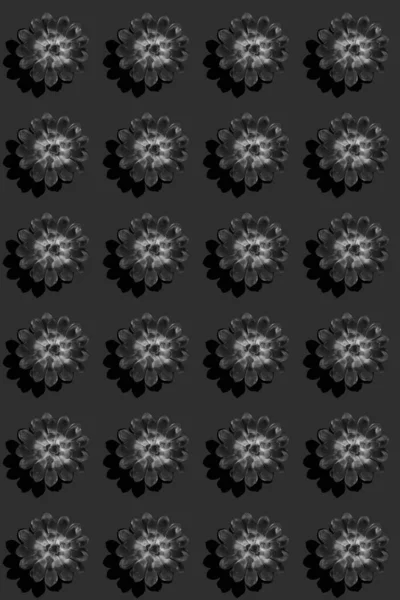 Siyah Arka Planda Sert Gölgeli Siyah Kaktüs Sulu Rosetlerden Oluşan — Stok fotoğraf