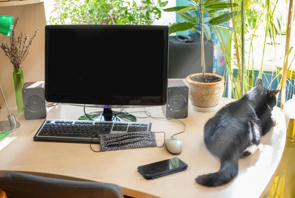 Blurred background cozy home workplace with computer, houseplants, cat and handmade self protect mask during quarantine. Remote work, E learning. Sun rays from windows. Copy space on disabled monitor.