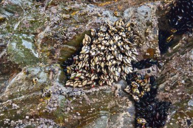 Kaz kıskaç ve midye kayalar arka plana bağlı