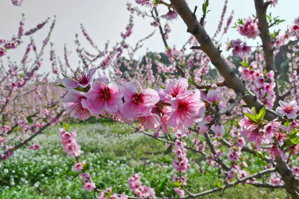 Abrikoos boom bloemen achtergrond — Stockfoto