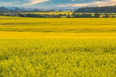 Kolza tarlaları. Batı Ukrayna. Baharda Batı Ukrayna 'daki tarlaların manzarası. Lviv Oblajı