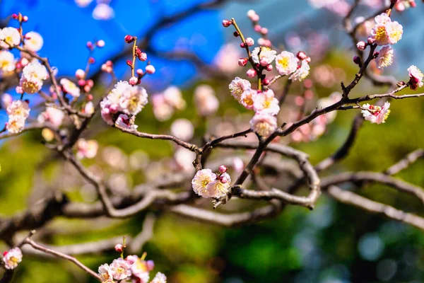 Plum Blossom Blooming Branch Asakusa Tokyo — Stock Photo, Image