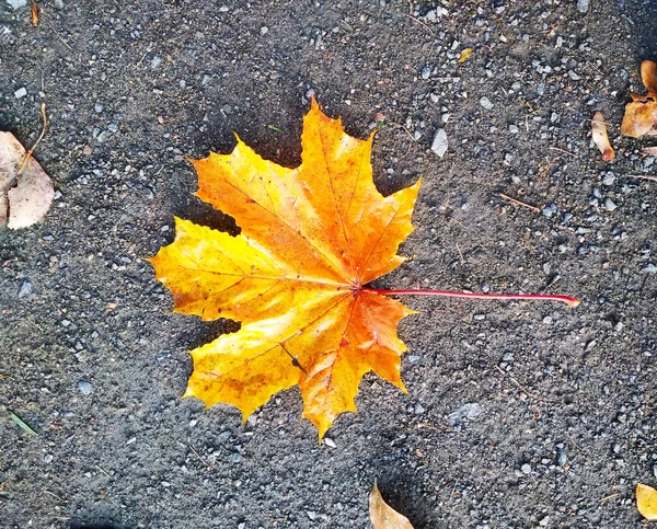 Hoja Arce Amarillo Sobre Suelo Oscuro —  Fotos de Stock