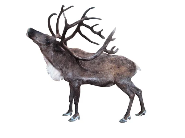 Beyaz arka planda dallı boynuzları olan ayakta duran bir ren geyiği..