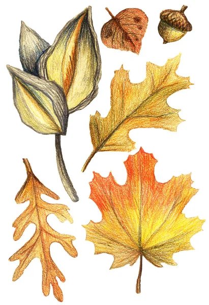 Набір ручних акварельних олівців на папері - красиве червоне і жовте осіннє листя, клен, дуб, жолудь. Ізольована ілюстрація на білому тлі — стокове фото