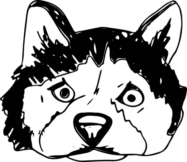 Vetor siberiano husky isolado sobre fundo branco. Desenho de tinta desenhada à mão vintage com cão retrato . —  Vetores de Stock
