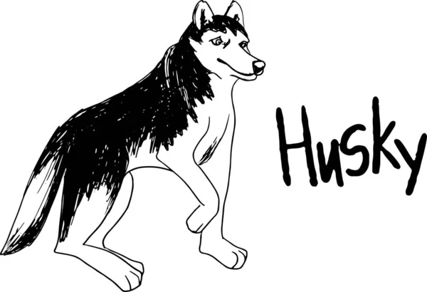 Vektor siberian husky terisolasi pada latar belakang putih. Sketsa tinta gambar tangan antik dengan gambar anjing . - Stok Vektor