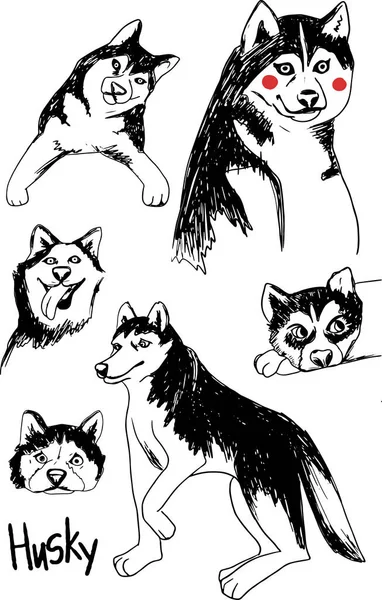 Bonito conjunto Husky siberiano, animal de cão puro branco e preto em várias poses. Vetor desenhado à mão Ilustração em um fundo branco —  Vetores de Stock