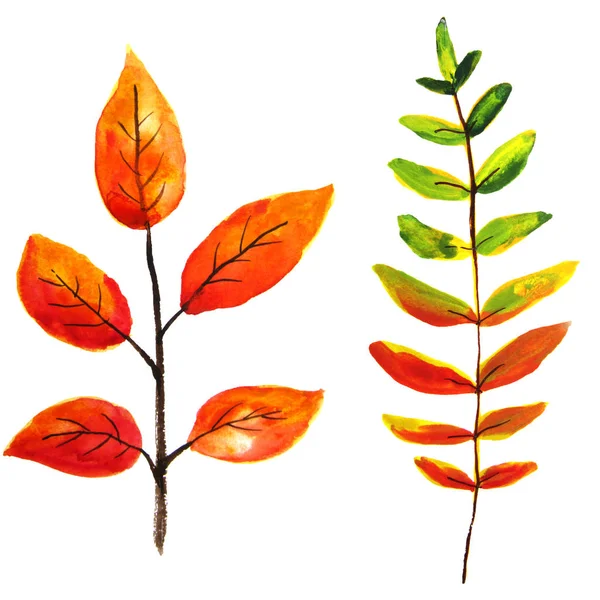 Desenho à mão lápis de aquarela em papel - belas folhas de outono vermelhas e amarelas. Ilustração isolada sobre fundo branco — Vetor de Stock