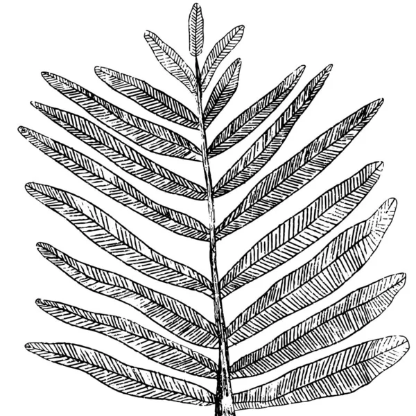 Ręcznie rysowany odizolowany liść tropikalny. Prosta ilustracja wektora. — Wektor stockowy