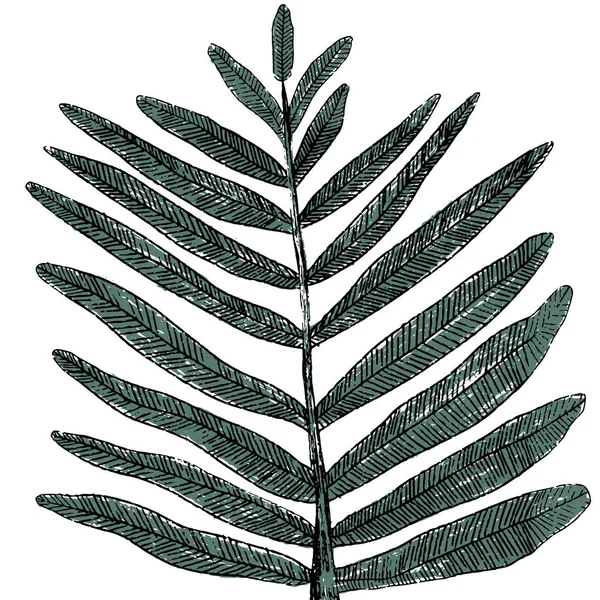 Ручной рисунок тропического листа. Простая векторная иллюстрация . — стоковый вектор