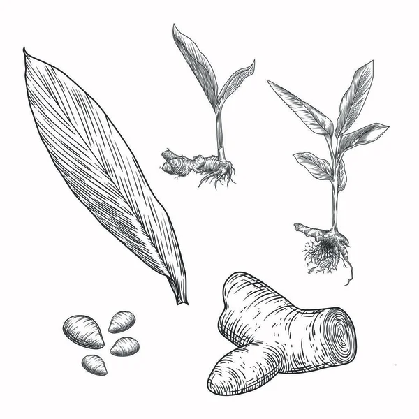 Hand Drawn Of Turmeric Plant On White Background Stock Illustration -  Download Image Now - Rhizomatous, Curcumin, Ginger - Spice - iStock