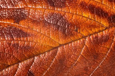 Soyut turuncu kahverengi arka plan. Sonbahar yapraklarının dokusu. Sonbahar arkaplanı. Renkli sonbahar yapraklarını kapat