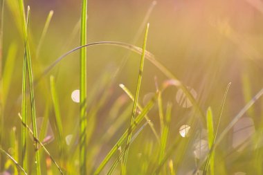 Pastel renklerde narin doğal arkaplan. Puslu, bulanık arka plan ve yeşil çimenler. Doğum günü tebrik kartları, düğünler ve web tasarımı için arka plan olarak kullanılabilir.