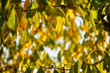 Bulanık sonbahar arka planı. Soyut doğal arkaplan. Sarı ağaç yaprakları. Desenli duvar kağıdı, tasarım projeniz için arkaplan, tasarım konsepti, metin, tebrik kartı, arkaplan