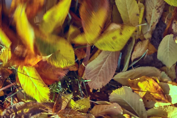 Fondo borroso de otoño. Hojas de otoño amarillas y anaranjadas caen y caen en una imagen borrosa especialmente borrosa Papel pintado texturizado, fondo para su proyecto de diseño . —  Fotos de Stock