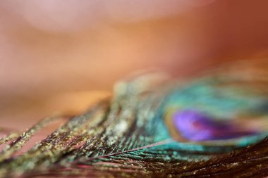 Göze çarpmayan soyut bulanık arkaplan. Bulanık tavus kuşu tüylü arka plan. Metnin ve tasarımın için boş yer var. Tebrik kartları için arkaplan olarak kullanılabilir.